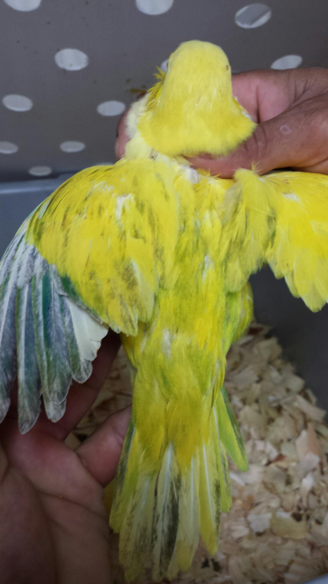 For Sale – Pied Lutino Quaker Black Eyed Male 1 yr old | Whidbey Birds