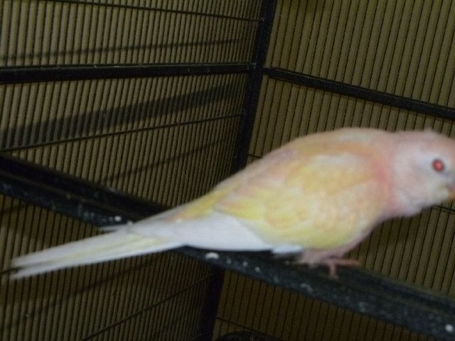 bourkes parakeet